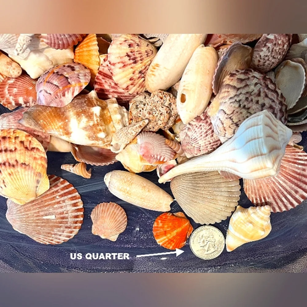 Sanibel, Captiva, & 10,000 Island Seashells From SW Florida 1 Pound Asso…